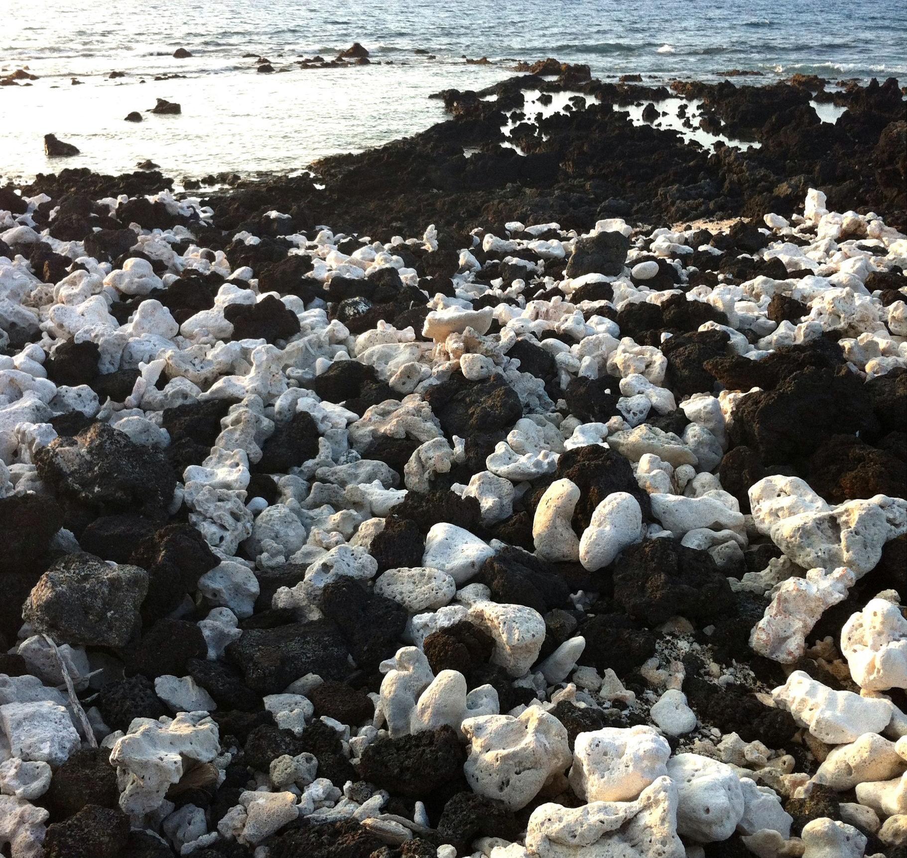 [Lava and coral] Black lava rocks and white coral pieces, Hawaii Island. Photo by Ken Bosma.