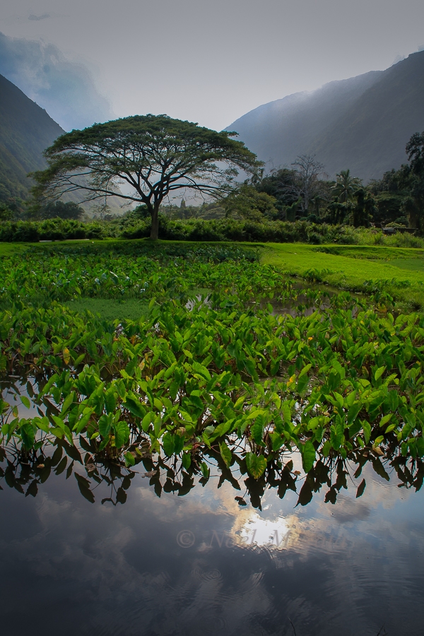 [Waipio loi] Photo by Noel Morata.