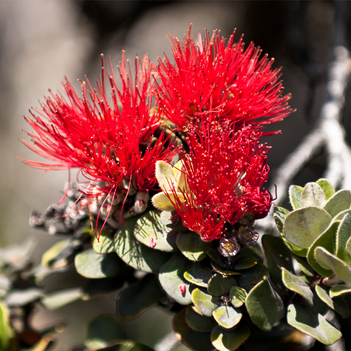 [Red lehua] Photo by Ruben Carillo.