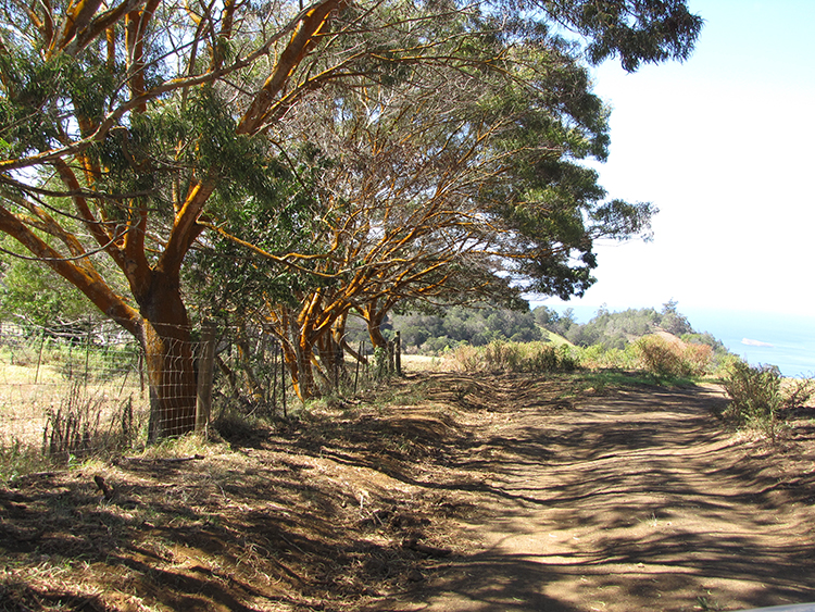 [Koa tree] Photo by Forest & Kim Starr.