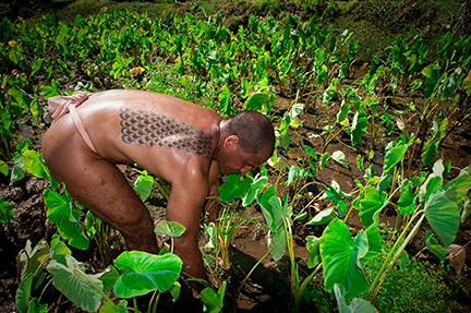 [Mahi ʻai Hawaiʻi] Photo by Ruben Carillo.