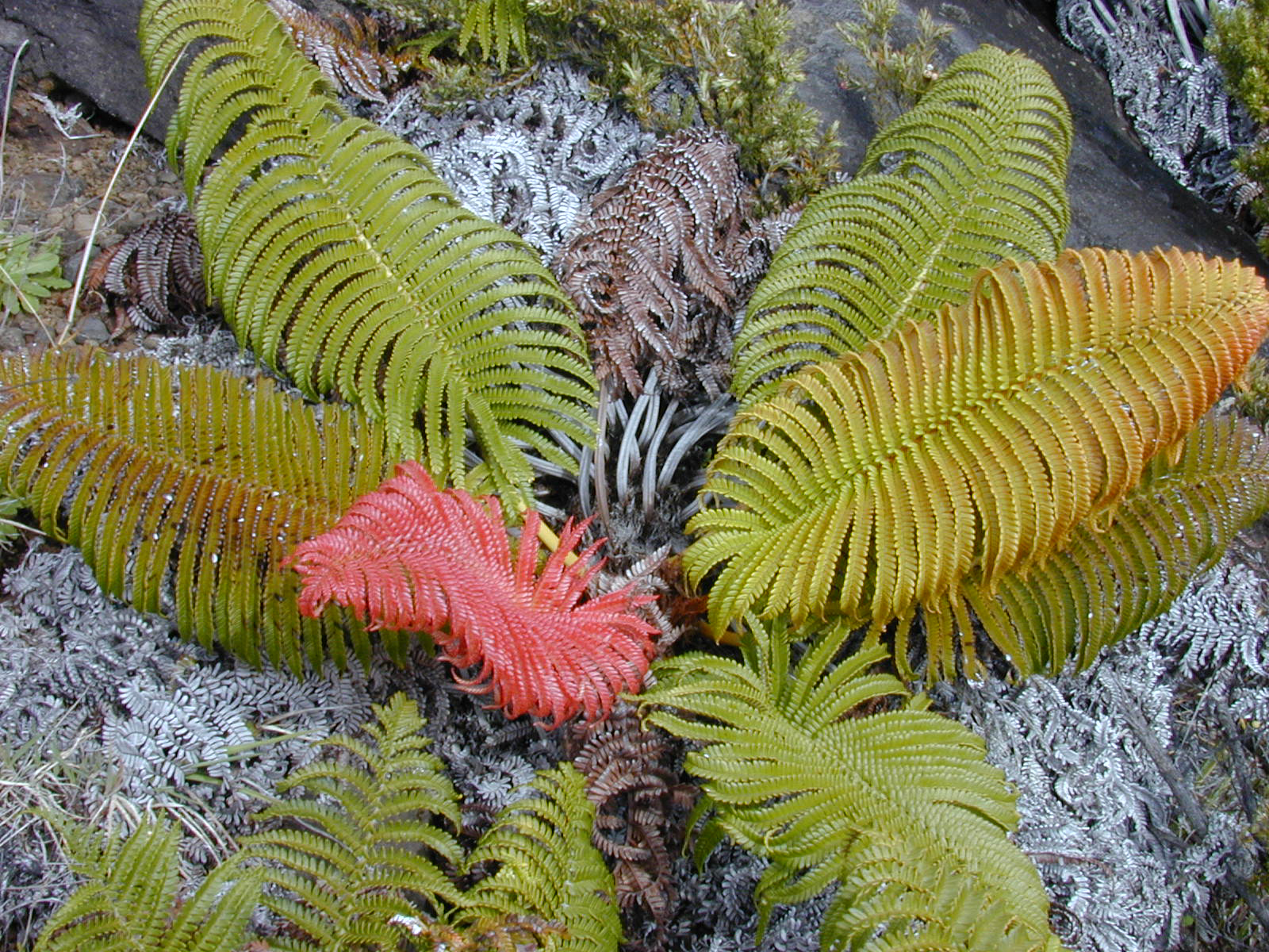 [ʻAmaʻu fern] Photo by Forest & Kim Starr.