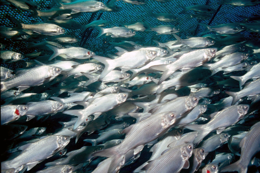 [Moi in offshore cage] Photo courtesy of NOAA, Fisheries Collection.