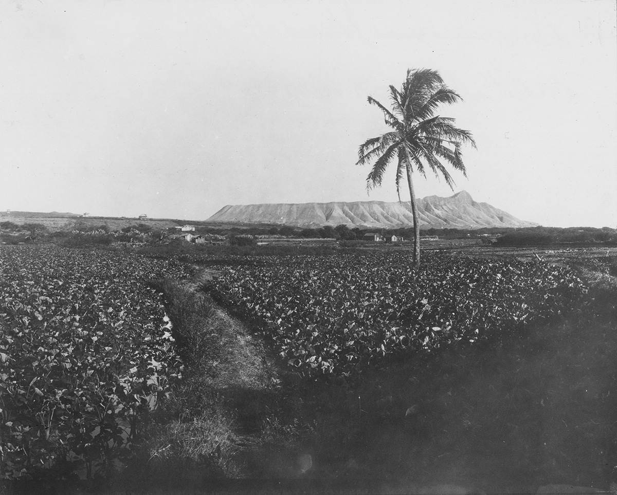 [Diamond Head] As viewed from the duck ponds in Honolulu. Photographer unknown.