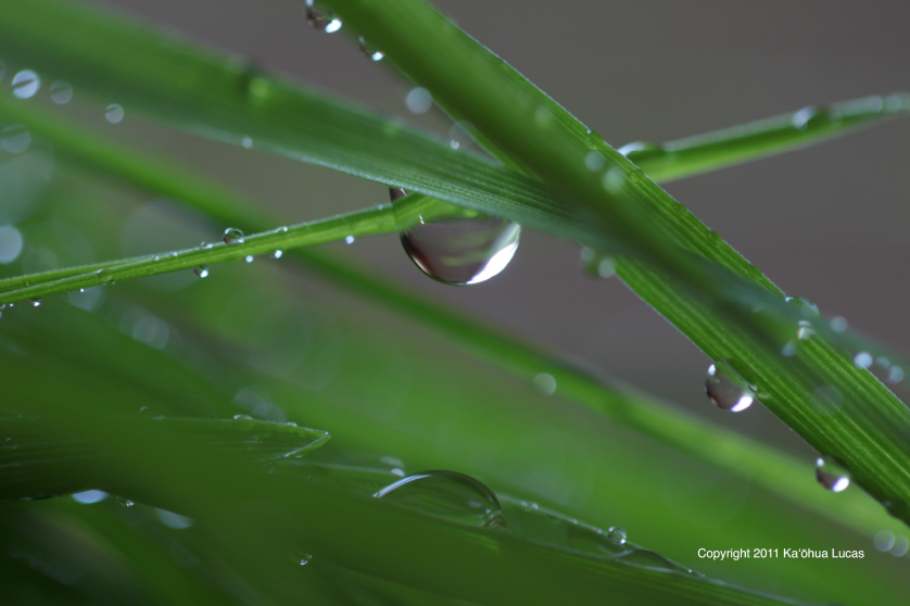 [Water drop] Photo by Kaōhua Lucas.