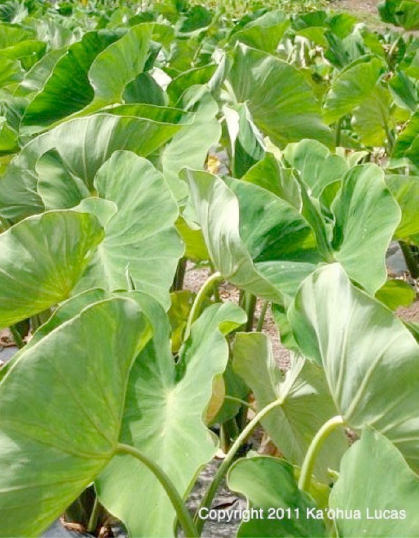 [Māla kalo] Photo by Kaōhua Lucas.