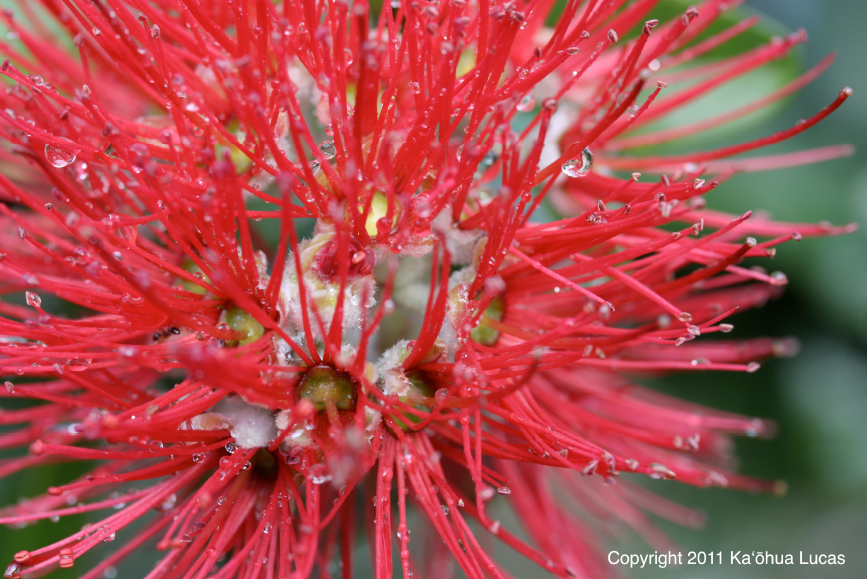 [Lehua] Photo by Kaōhua Lucas.