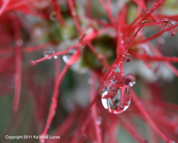 [Water on lehua] Photo by Kaōhua Lucas.